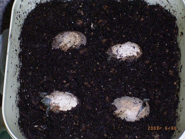 �T�o�J�����`�ʐ^�ҁi�~�h���K���̎ʐ^�j�`�Ȃ�j�v���g�o