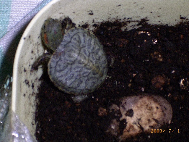 �T�o�J�����`�ʐ^�ҁi�~�h���K���̎ʐ^�j�`�Ȃ�j�v���g�o