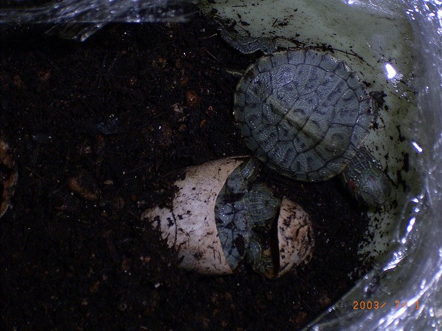 �T�o�J�����`�ʐ^�ҁi�~�h���K���̎ʐ^�j�`�Ȃ�j�v���g�o