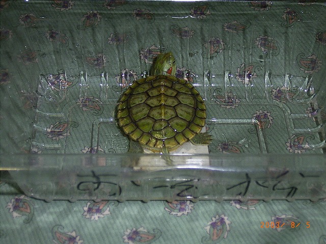 �T�o�J�����`�ʐ^�ҁi�~�h���K���̎ʐ^�j�`�Ȃ�j�v���g�o