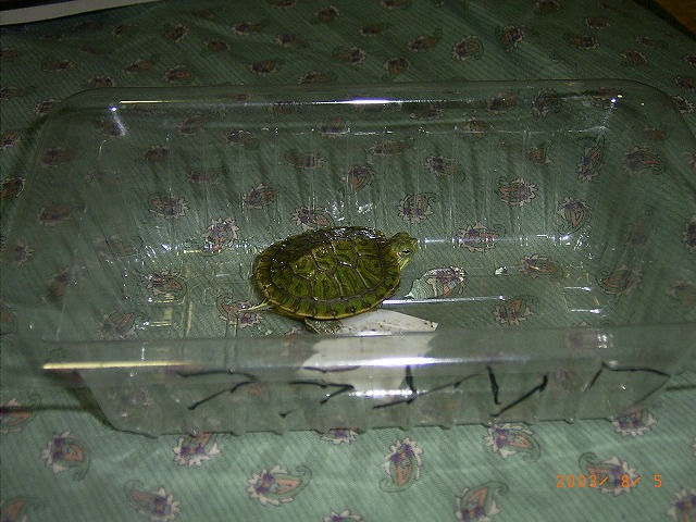 �T�o�J�����`�ʐ^�ҁi�~�h���K���̎ʐ^�j�`�Ȃ�j�v���g�o