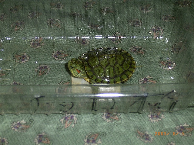 �T�o�J�����`�ʐ^�ҁi�~�h���K���̎ʐ^�j�`�Ȃ�j�v���g�o