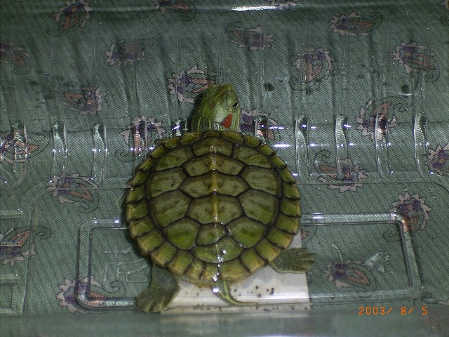 �T�o�J�����`�ʐ^�ҁi�~�h���K���̎ʐ^�j�`�Ȃ�j�v���g�o