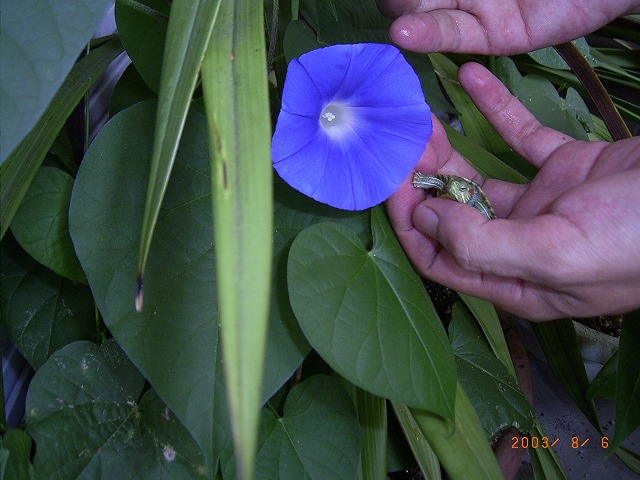 �T�o�J�����`�ʐ^�ҁi�~�h���K���̎ʐ^�j�`�Ȃ�j�v���g�o