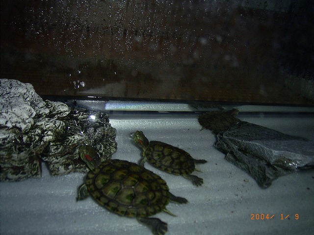 �T�o�J�����`�ʐ^�ҁi�~�h���K���̎ʐ^�j�`�Ȃ�j�v���g�o