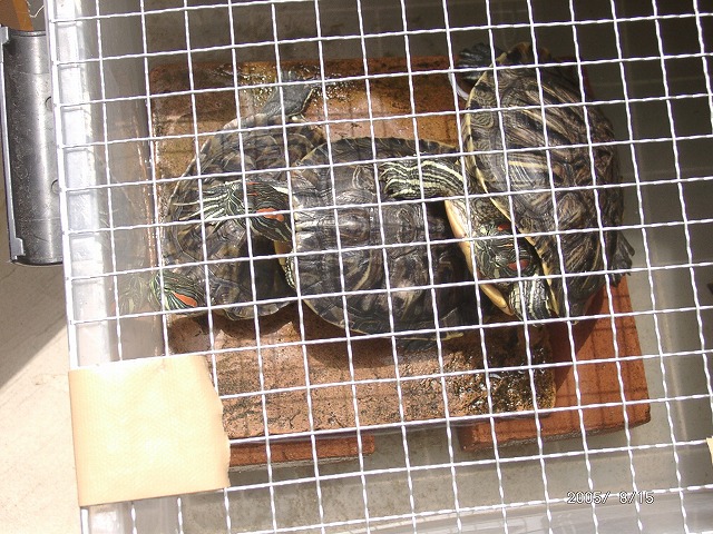 �T�o�J�����`�ʐ^�ҁi�~�h���K���̎ʐ^�j�`�Ȃ�j�v���g�o