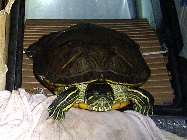 �T�o�J�����`�ʐ^�ҁi�~�h���K���̎ʐ^�j�`�Ȃ�j�v���g�o