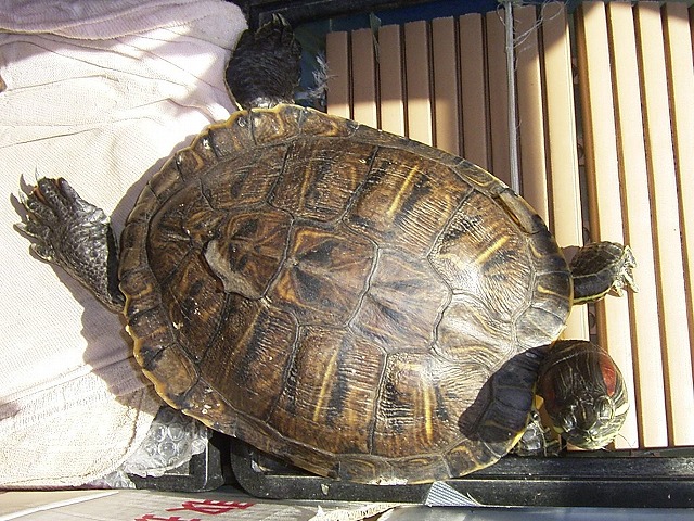 �T�o�J�����`�ʐ^�ҁi�~�h���K���̎ʐ^�j�`�Ȃ�j�v���g�o