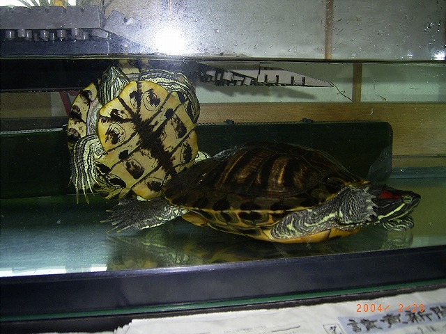 �T�o�J�����`�ʐ^�ҁi�~�h���K���̎ʐ^�j�`�Ȃ�j�v���g�o