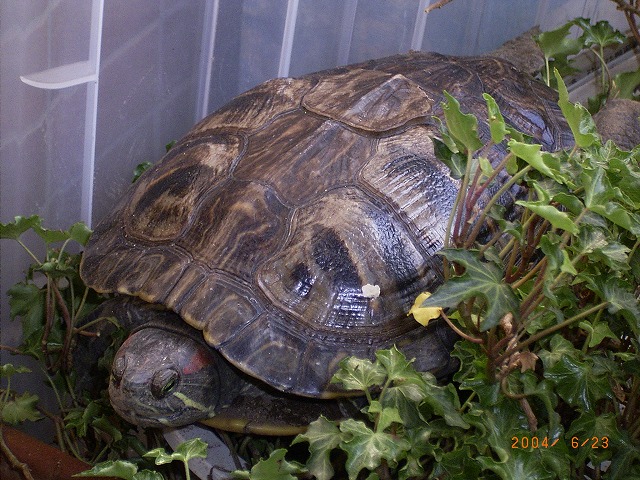 �T�o�J�����`�ʐ^�ҁi�~�h���K���̎ʐ^�j�`�Ȃ�j�v���g�o