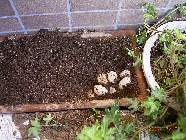 �T�o�J�����`�ʐ^�ҁi�~�h���K���̎ʐ^�j�`�Ȃ�j�v���g�o