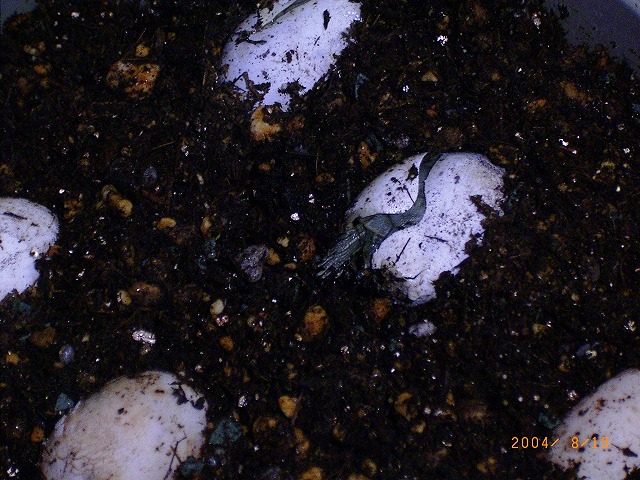 �T�o�J�����`�ʐ^�ҁi�~�h���K���̎ʐ^�j�`�Ȃ�j�v���g�o