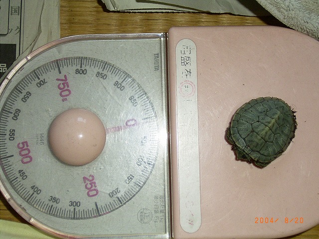 �T�o�J�����`�ʐ^�ҁi�~�h���K���̎ʐ^�j�`�Ȃ�j�v���g�o