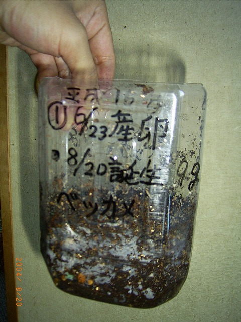 �T�o�J�����`�ʐ^�ҁi�~�h���K���̎ʐ^�j�`�Ȃ�j�v���g�o