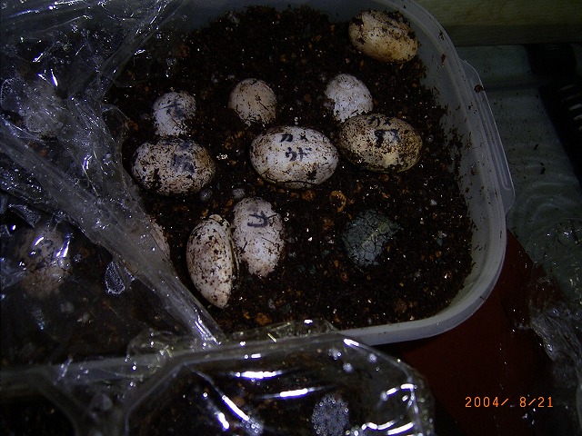 �T�o�J�����`�ʐ^�ҁi�~�h���K���̎ʐ^�j�`�Ȃ�j�v���g�o