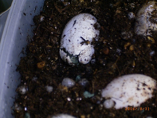 �T�o�J�����`�ʐ^�ҁi�~�h���K���̎ʐ^�j�`�Ȃ�j�v���g�o