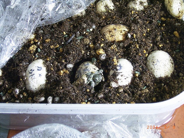 �T�o�J�����`�ʐ^�ҁi�~�h���K���̎ʐ^�j�`�Ȃ�j�v���g�o