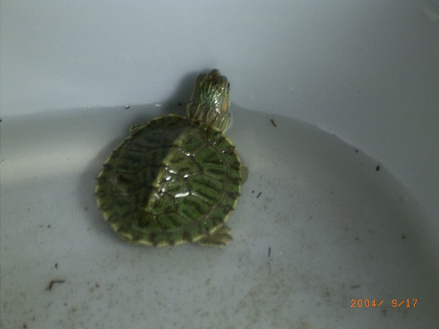 �T�o�J�����`�ʐ^�ҁi�~�h���K���̎ʐ^�j�`�Ȃ�j�v���g�o