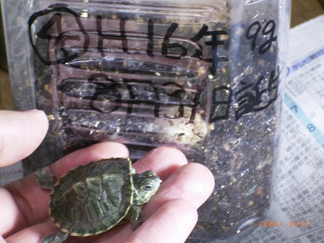 �T�o�J�����`�ʐ^�ҁi�~�h���K���̎ʐ^�j�`�Ȃ�j�v���g�o