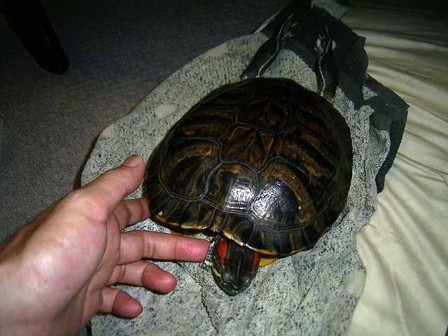 �T�o�J�����`�ʐ^�ҁi�~�h���K���̎ʐ^�j�`�Ȃ�j�v���g�o