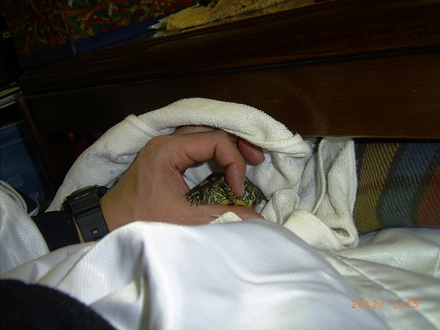 �T�o�J�����`�ʐ^�ҁi�~�h���K���̎ʐ^�j�`�Ȃ�j�v���g�o