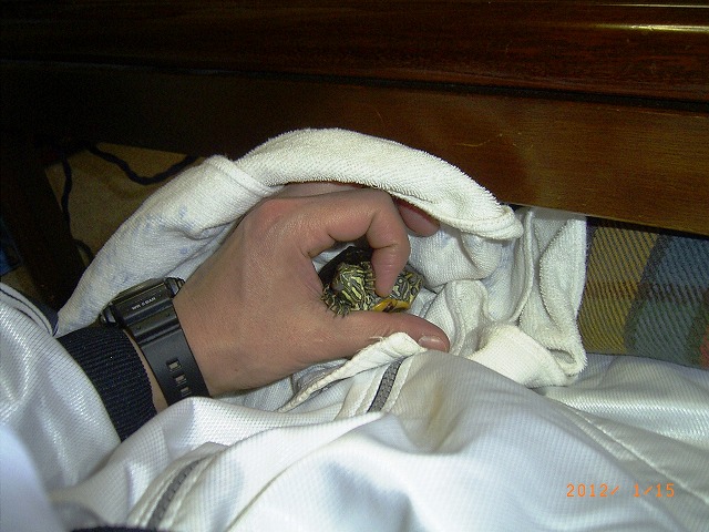 �T�o�J�����`�ʐ^�ҁi�~�h���K���̎ʐ^�j�`�Ȃ�j�v���g�o