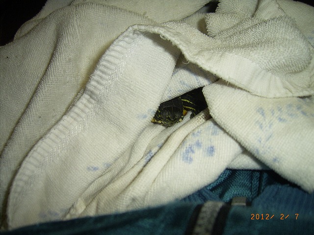 �T�o�J�����`�ʐ^�ҁi�~�h���K���̎ʐ^�j�`�Ȃ�j�v���g�o