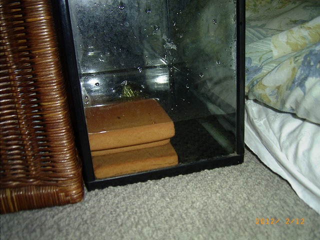 �T�o�J�����`�ʐ^�ҁi�~�h���K���̎ʐ^�j�`�Ȃ�j�v���g�o