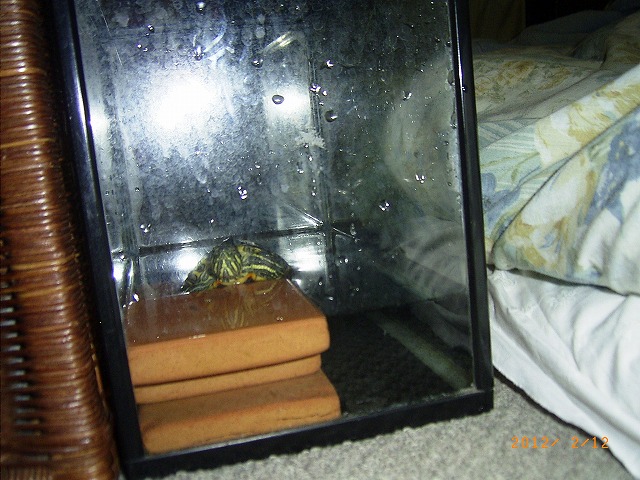 �T�o�J�����`�ʐ^�ҁi�~�h���K���̎ʐ^�j�`�Ȃ�j�v���g�o