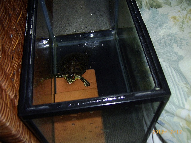 �T�o�J�����`�ʐ^�ҁi�~�h���K���̎ʐ^�j�`�Ȃ�j�v���g�o