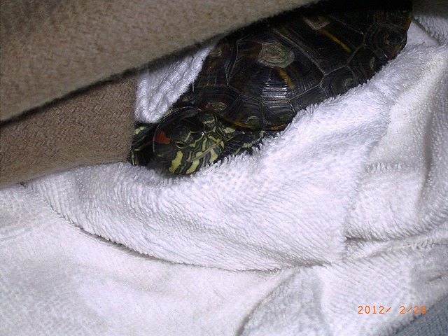 �T�o�J�����`�ʐ^�ҁi�~�h���K���̎ʐ^�j�`�Ȃ�j�v���g�o