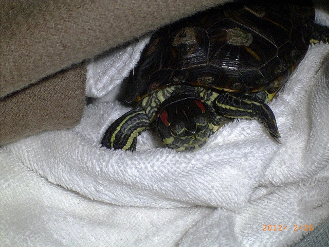 �T�o�J�����`�ʐ^�ҁi�~�h���K���̎ʐ^�j�`�Ȃ�j�v���g�o