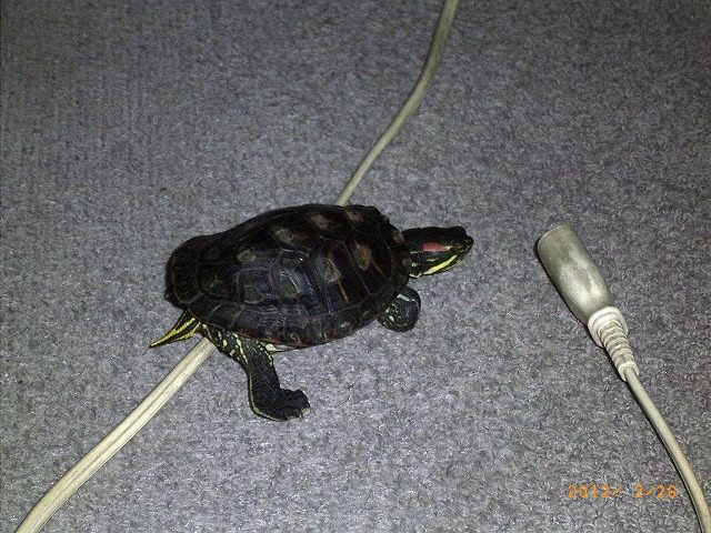 �T�o�J�����`�ʐ^�ҁi�~�h���K���̎ʐ^�j�`�Ȃ�j�v���g�o