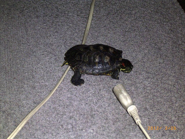 �T�o�J�����`�ʐ^�ҁi�~�h���K���̎ʐ^�j�`�Ȃ�j�v���g�o