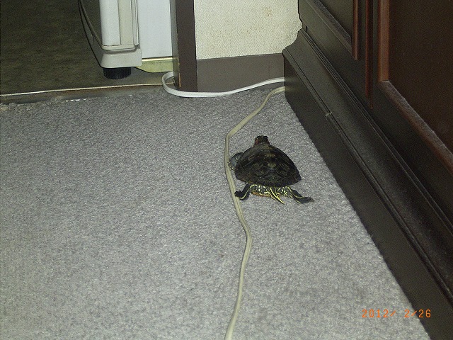 �T�o�J�����`�ʐ^�ҁi�~�h���K���̎ʐ^�j�`�Ȃ�j�v���g�o