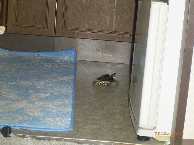 �T�o�J�����`�ʐ^�ҁi�~�h���K���̎ʐ^�j�`�Ȃ�j�v���g�o