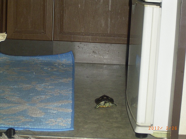 �T�o�J�����`�ʐ^�ҁi�~�h���K���̎ʐ^�j�`�Ȃ�j�v���g�o