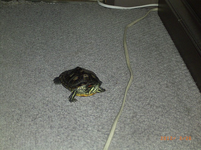 �T�o�J�����`�ʐ^�ҁi�~�h���K���̎ʐ^�j�`�Ȃ�j�v���g�o