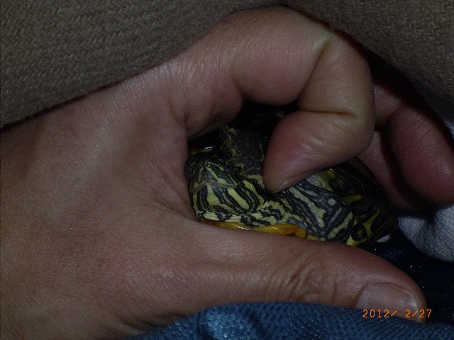 �T�o�J�����`�ʐ^�ҁi�~�h���K���̎ʐ^�j�`�Ȃ�j�v���g�o