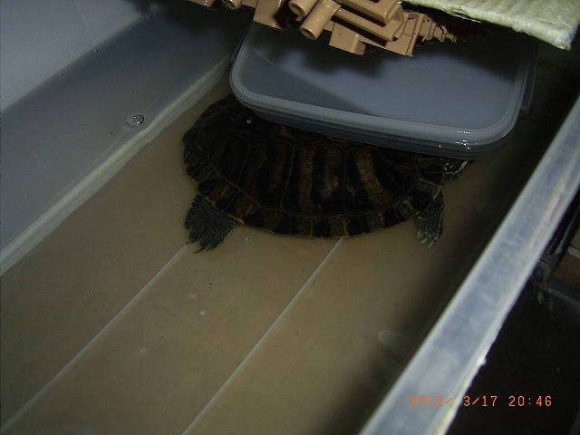 �T�o�J�����`�ʐ^�ҁi�~�h���K���̎ʐ^�j�`�Ȃ�j�v���g�o