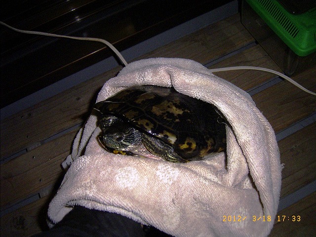 �T�o�J�����`�ʐ^�ҁi�~�h���K���̎ʐ^�j�`�Ȃ�j�v���g�o