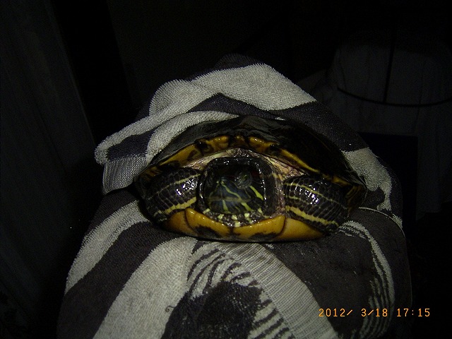 �T�o�J�����`�ʐ^�ҁi�~�h���K���̎ʐ^�j�`�Ȃ�j�v���g�o