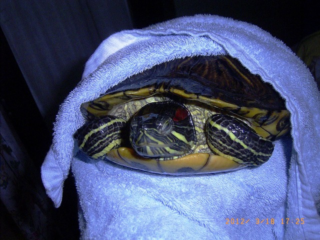 �T�o�J�����`�ʐ^�ҁi�~�h���K���̎ʐ^�j�`�Ȃ�j�v���g�o