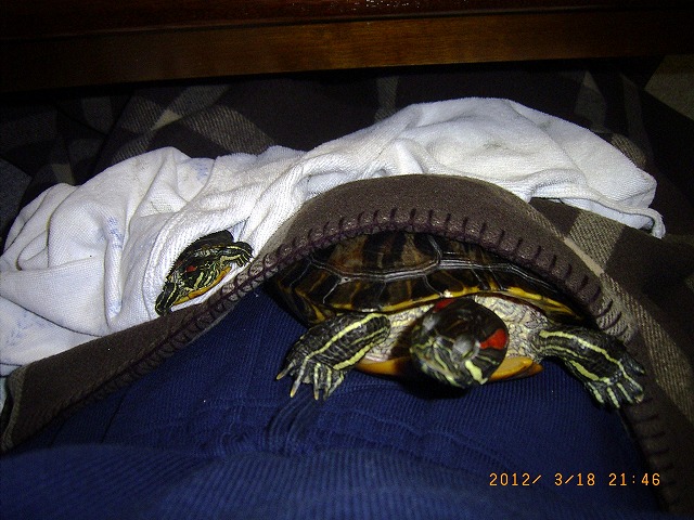 �T�o�J�����`�ʐ^�ҁi�~�h���K���̎ʐ^�j�`�Ȃ�j�v���g�o