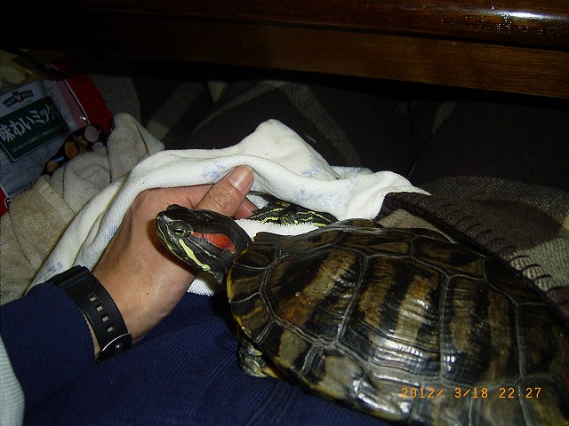 �T�o�J�����`�ʐ^�ҁi�~�h���K���̎ʐ^�j�`�Ȃ�j�v���g�o