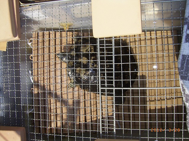 �T�o�J�����`�ʐ^�ҁi�~�h���K���̎ʐ^�j�`�Ȃ�j�v���g�o