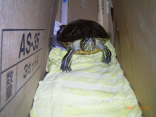 �T�o�J�����`�ʐ^�ҁi�~�h���K���̎ʐ^�j�`�Ȃ�j�v���g�o