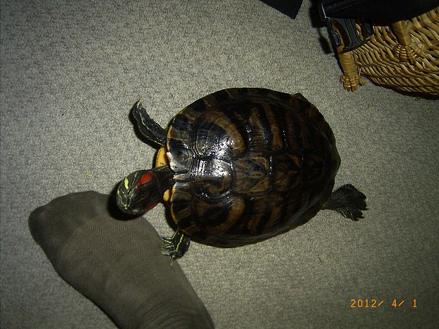 �T�o�J�����`�ʐ^�ҁi�~�h���K���̎ʐ^�j�`�Ȃ�j�v���g�o