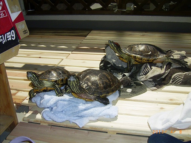 �T�o�J�����`�ʐ^�ҁi�~�h���K���̎ʐ^�j�`�Ȃ�j�v���g�o