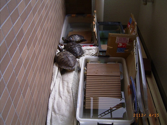 �T�o�J�����`�ʐ^�ҁi�~�h���K���̎ʐ^�j�`�Ȃ�j�v���g�o